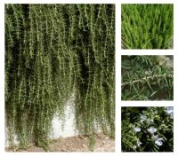 Rosemary or Common Rosemary. (Royal Commission for Riyadh City)