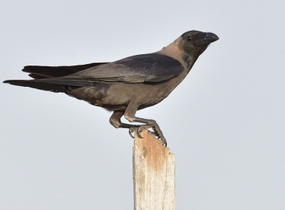 House Crow (Photography: Mehdi Al-Saghir)