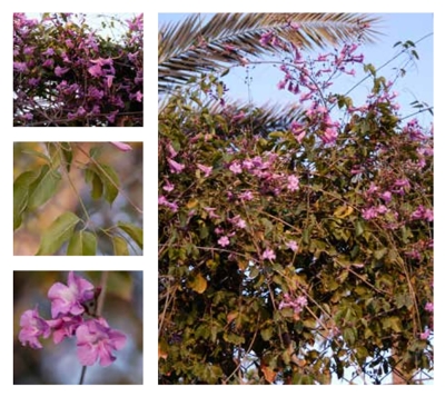 The Glowvine is a plant suitable for cultivation in the gardens of Riyadh City. (Royal Commission for Riyadh City)