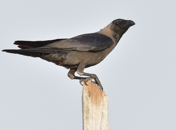 House Crow (Photography: Mehdi Al-Saghir)