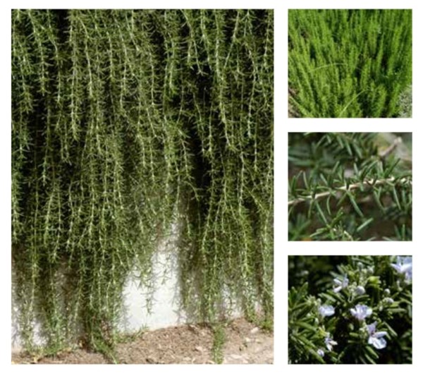 Rosemary or Common Rosemary. (Royal Commission for Riyadh City)