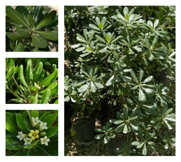 Pittosporum Tree (Royal Commission for Riyadh City)