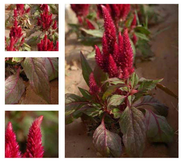 Cockscomb Plant (Royal Commission for Riyadh City)