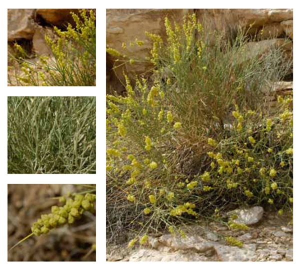 Taily Weed plant. (Royal Commission for Riyadh City)