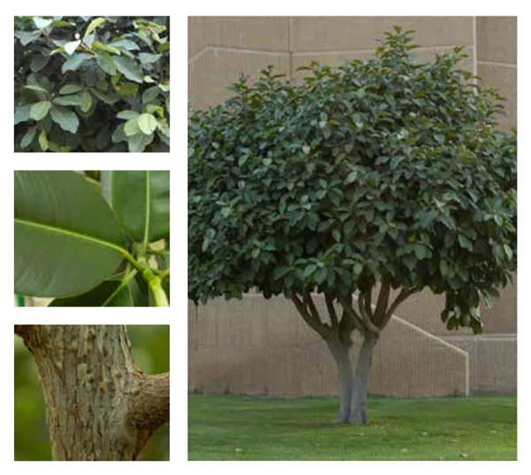 Rusty Fig tree. (Royal Commission for Riyadh City)