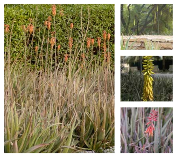 The Aloe plant is suitable for cultivation in gardens and farms in Riyadh Province. (Royal Commission for Riyadh City)