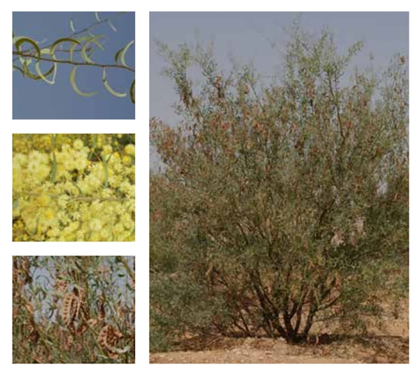 The Elegant Wattle is suitable for cultivation in Riyadh Province. (Royal Commission for Riyadh City)