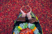 Café produit dans les plantations du sud du Royaume. (Ministère de la Culture)