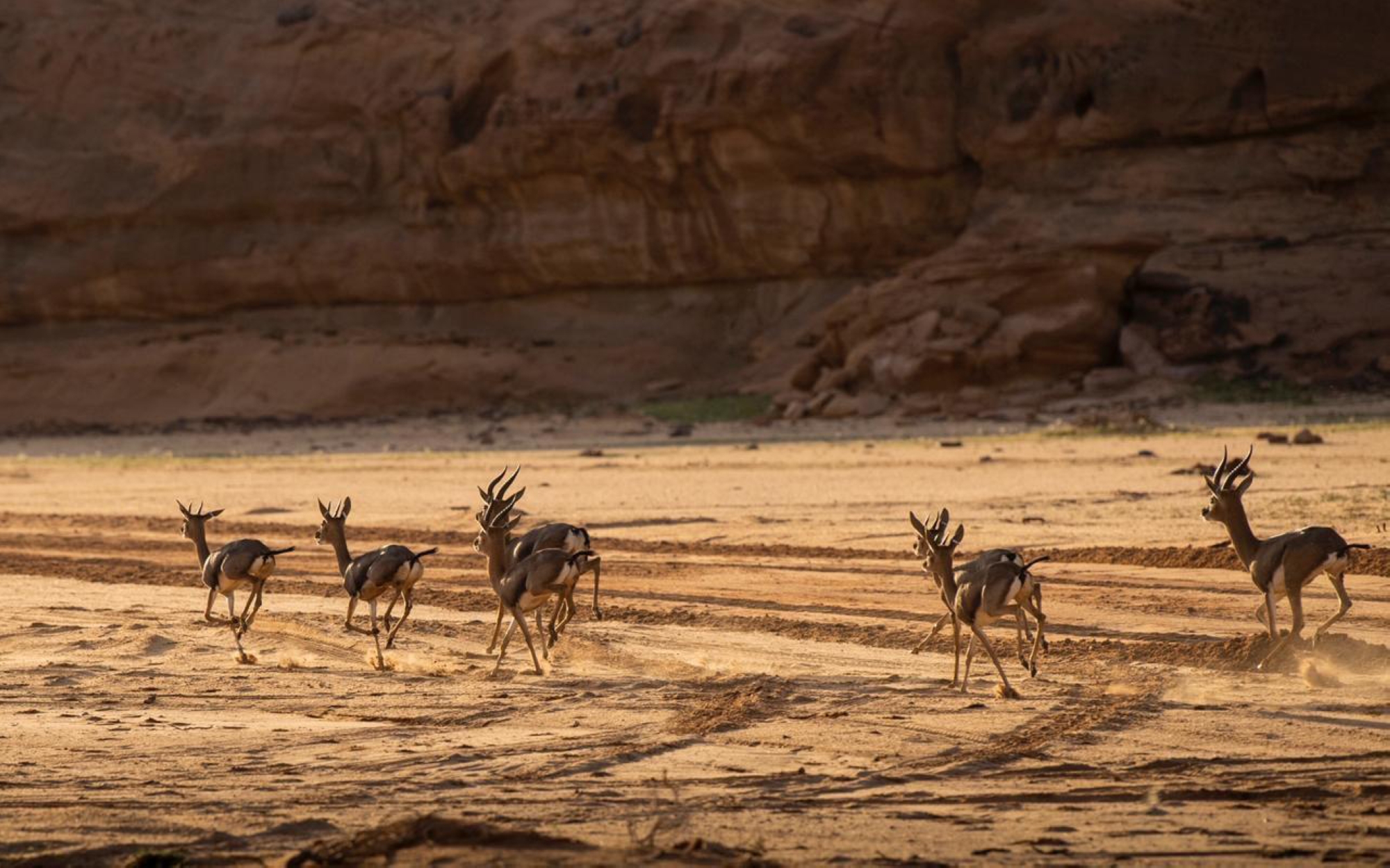 Un troupeau de cerfs dans la réserve de Sharaan à Al-’Ula. (SPA)