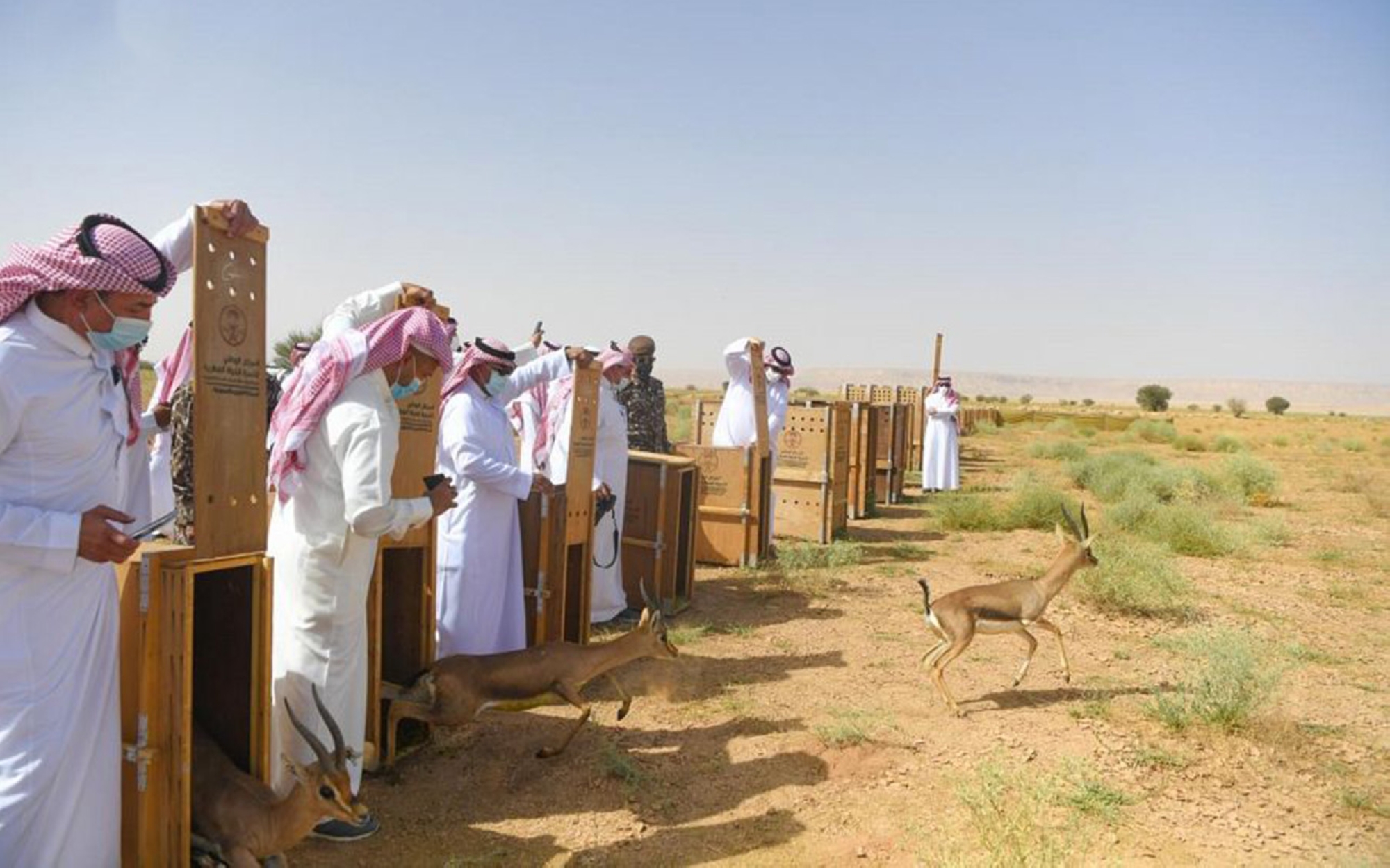 Réinstallation d’espèces menacées dans leur habitat naturel. (SPA)