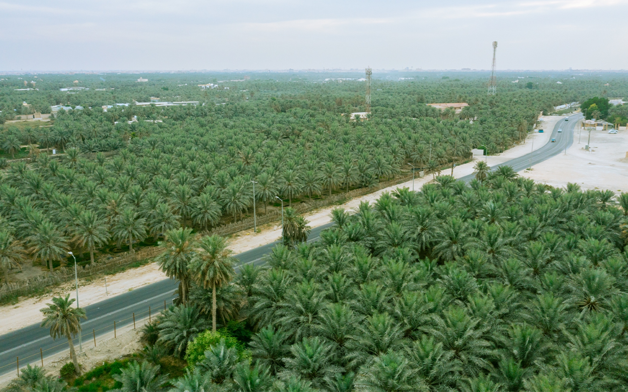 Oasis d&#039;Al-Ahsa, est du Royaume. (Saudipedia)