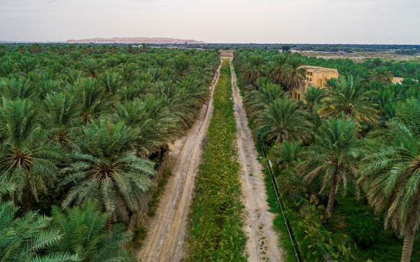 Palmiers dattiers à l'oasis d'Al-Ahsa, dans le gouvernorat d'Al-Ahsa. (SPA)