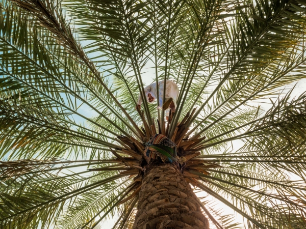 Un agriculteur inspectant un arbre dans la plus grande oasis de palmiers dattiers du monde, Al-Ahsa (Unveil Saudi).