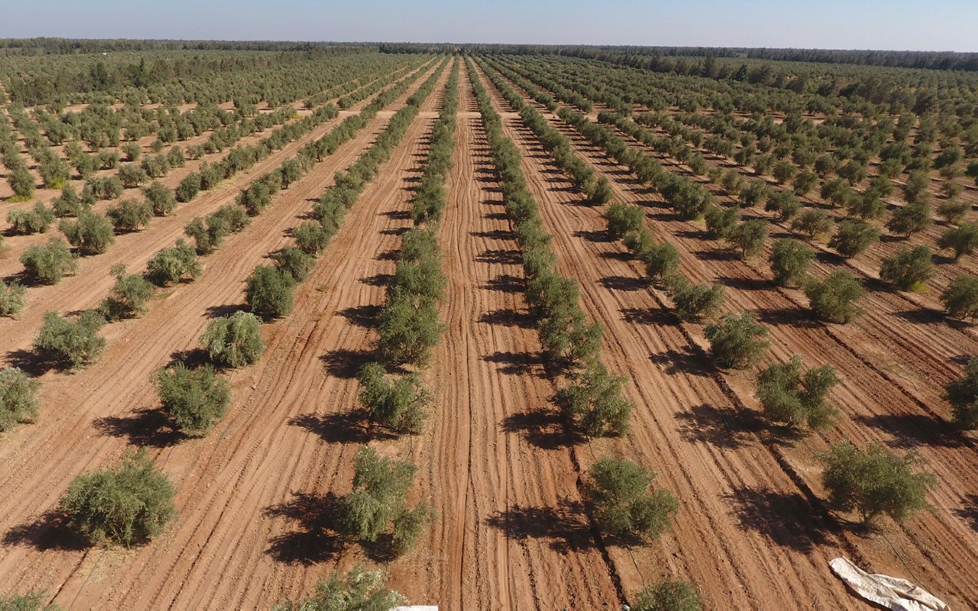 Arbres denses dans une ferme du Royaume. (SPA)