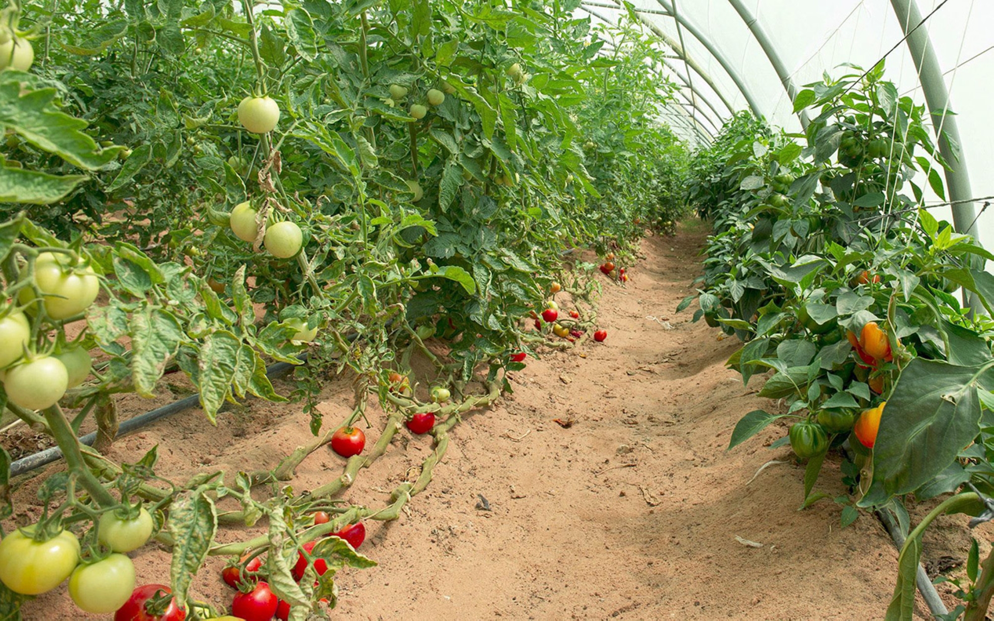 L’une des serres pour la production de légumes. (SPA)