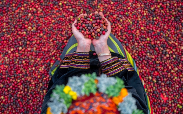 Une jeune fille en tenue traditionnelle présentant la récolte du café. (Ministère de la Culture)