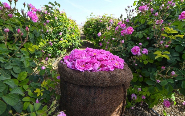 L’une des fermes productrices de roses à Taïf. (Agence de presse saoudienne)