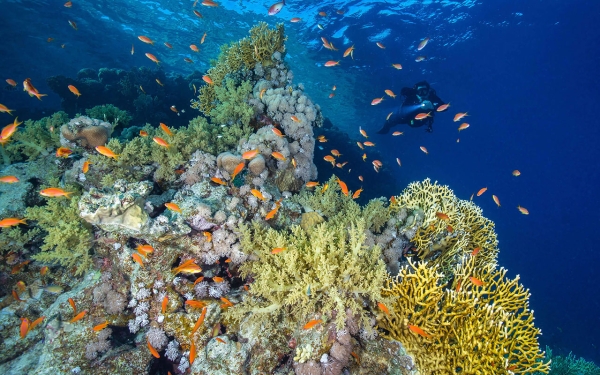 Récifs coralliens dans la mer Rouge. (Centre médiatique de NEOM)