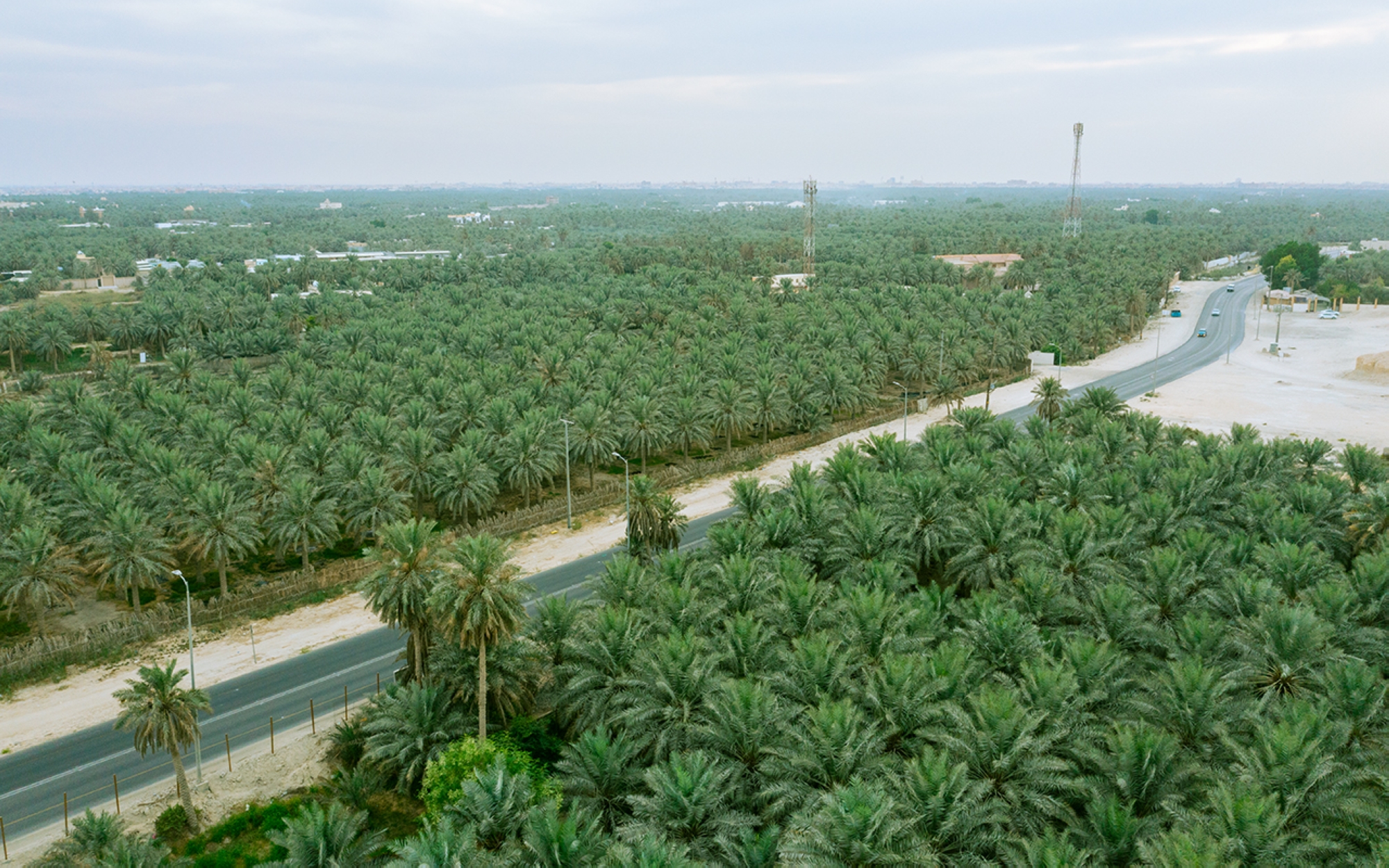 Oasis d’Al-Ahsa dans la province d'Ach-Charqiya. (Saudipedia)