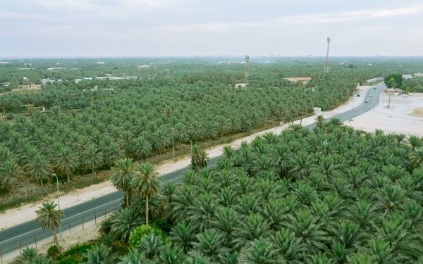Оазис Эль-Хаса. (Saudipedia)