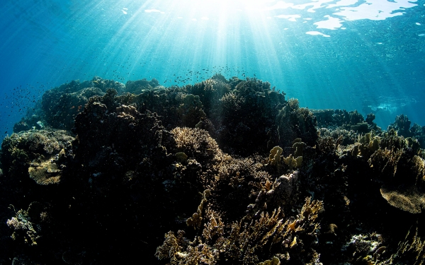 مشهد جمالي يوضح جمال الشعب المرجانية في البحر الأحمر بالمملكة. (واس)