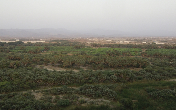 وادي الفطيحة في محافظة بيش بمنطقة جازان. (سعوديبيديا)