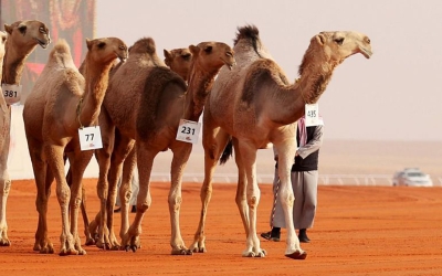 جانب من الجمال المشاركة في مهرجان الملك عبدالعزيز للإبل. (واس)