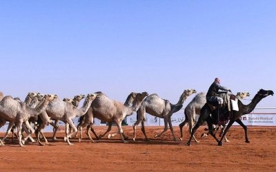 مسيرة للجمال المشاركة في مهرجان الملك عبدالعزيز للإبل. (واس)