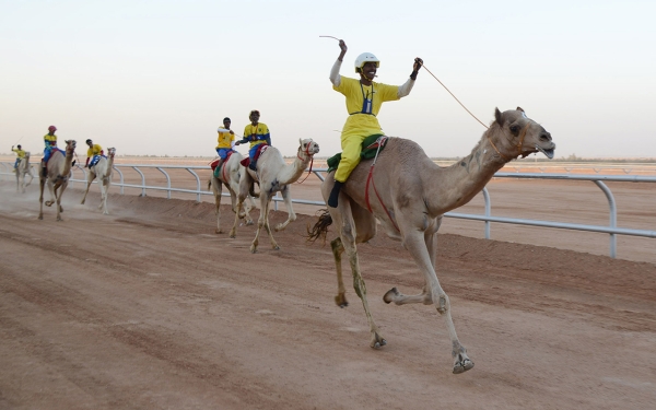 مجموعة من المتسابقين في مهرجان ولي العهد للهجن بالطائف. (سعوديبيديا)