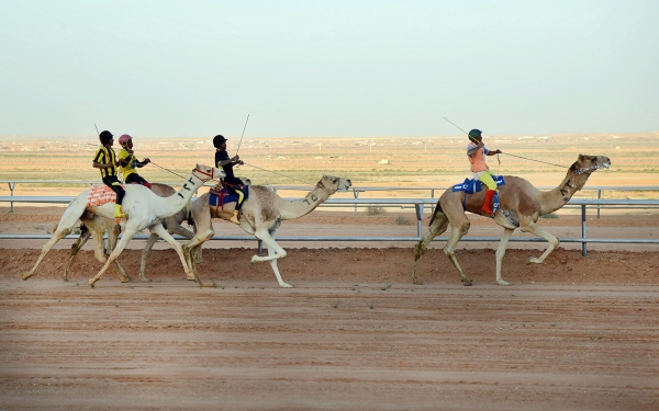 جانب من سباقات مهرجان ولي العهد للهجن الذي يقام في الطائف. (سعوديبيديا)