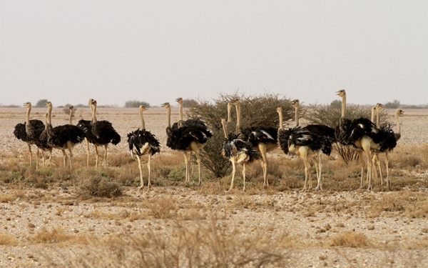 مجموعة من طيور النعام في محمية الوعول جنوب محافظة الحريق. (سعوديبيديا)