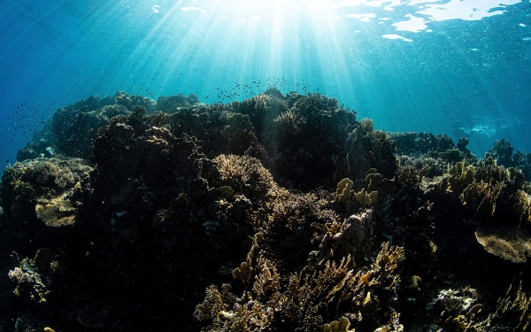 أحد أنواع الشعاب المرجانية على الساحل الغربي السعودي في البحر الأحمر. (واس)