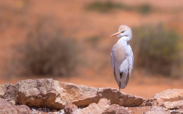 أحد أنواع الطيور في محمية الإمام تركي بن عبدالله التي أصبحت بيئة مستدامة لتكاثر الكائنات الفطرية. (واس)