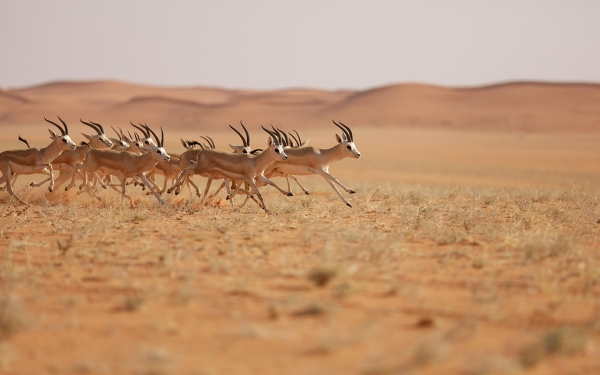 قطيع من الغزلان في محمية الملك عبدالعزيز الملكية. (واس)