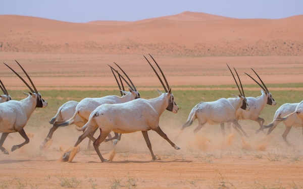 تكاثر حيوان المها الوضيحي في محمية الملك عبدالعزيز الواقعة بين منطقة الرياض ومنطقة الشرقية. (واس)