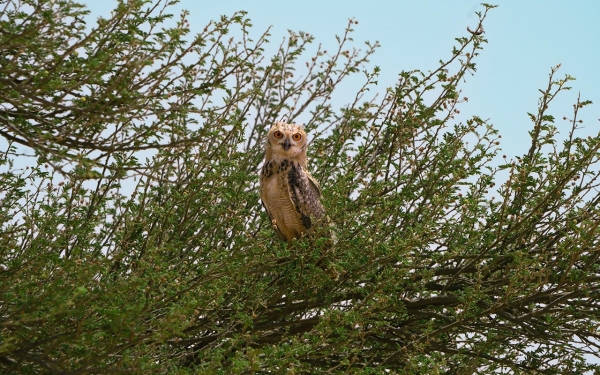 أحد الطيور في محمية الملك عبدالعزيز التي تتجاوز مساحتها 15 ألف كلم². (واس)