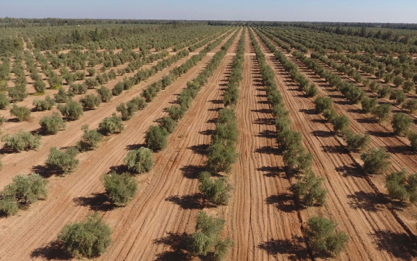 أشجار الزيتون في إحدى مزارع منطقة الجوف التي تحتضن 30 مليون شجرة زيتون. (واس)