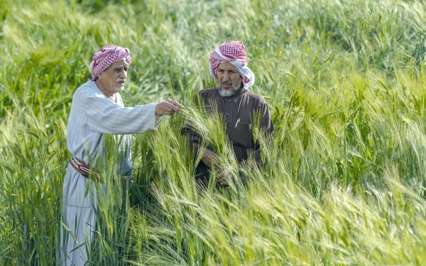 مزارعان يتفحصان القمح في مزرعة بالسعودية. (واس)