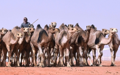 صورة من مهرجان الملك عبدالعزيز للإبل. (واس)