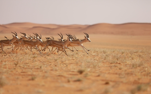 قطيع من غزلان الريم في محمية الملك عبدالعزيز الملكية شمال منطقة الرياض. (واس)
 
