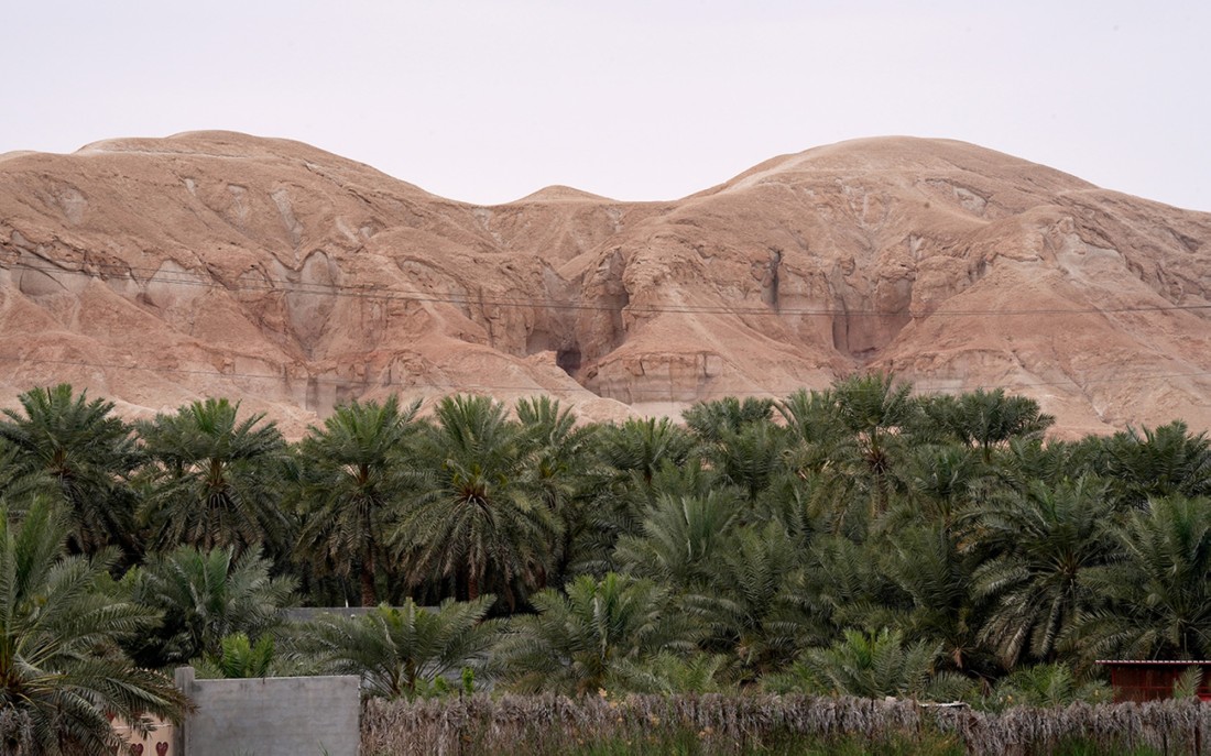 أشجار النخيل في واحة الأحساء بالمنطقة الشرقية. (سعوديبيديا)