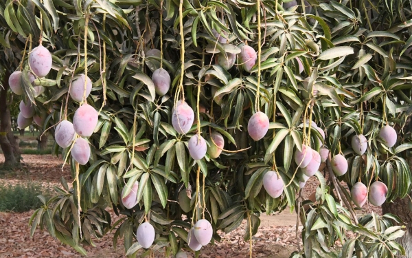 فاكهة المانجو من محاصيل منطقة جازان. (واس) 
