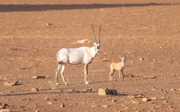 يتكاثر حيوان المها الوضيحي في محمية الملك سلمان شمال السعودية. (واس)
 