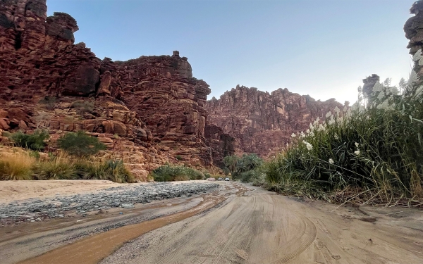 وادي الديسة في منطقة تبوك. (سعوديبيديا) 
 