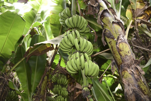 أشجار الموز ( واس).