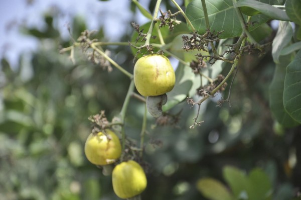 زراعة الجوافة بمنطقة جازان (واس).