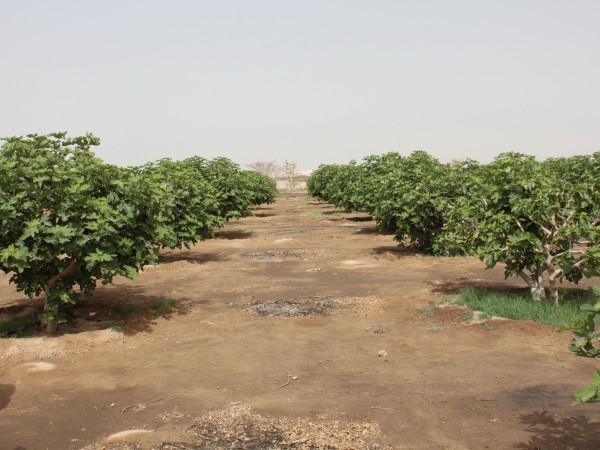 مجموعة من أشجار التين في إحدى مزارع منطقة الرياض (سعوديبيديا).
