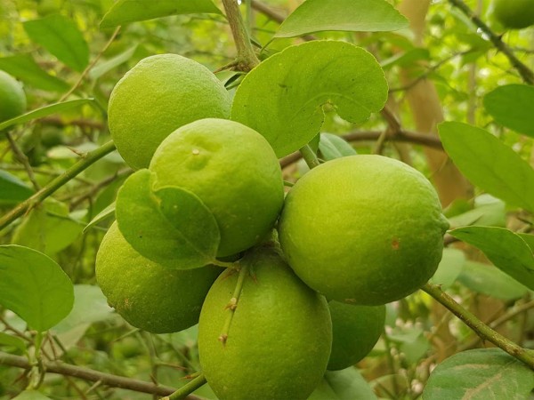 شجرة الليمون من الأشجار التي تزرع في  السعودية غالبا في بداية من شهر فبراير وحتى أبريل (واس).