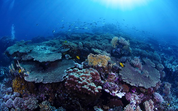 الشعاب المرجانية على ساحل البحر الأحمر. (واس)