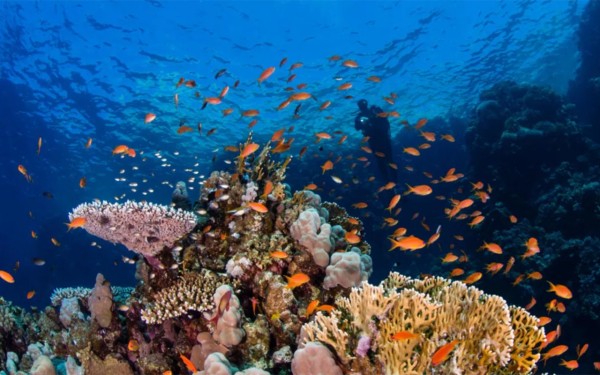 الشعب المرجانية في مياة البحر الأحمر بالقرب من جزيرة سندالة في نيوم. (المركز الإعلامي لنيوم)

 